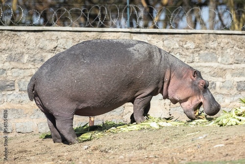 A hippo eats some produce