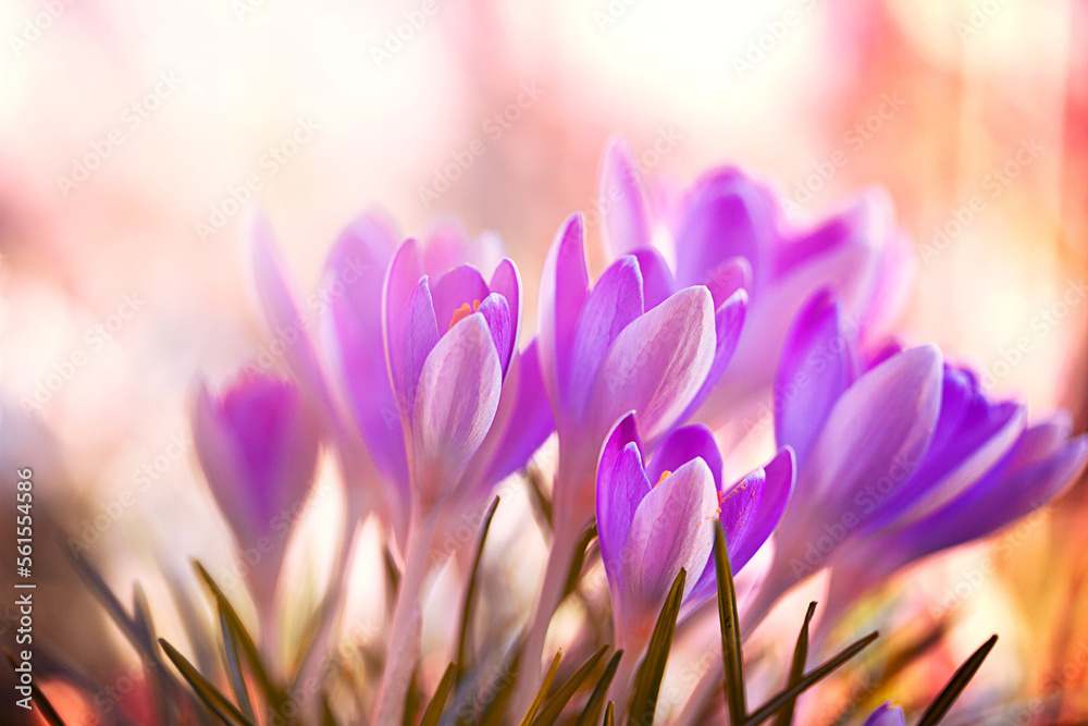 Krokusblüten Krokusblüten