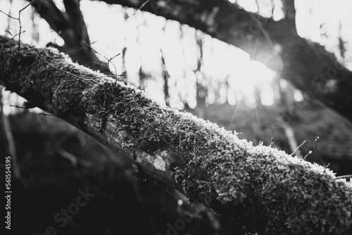 Branche forêt en contre jour