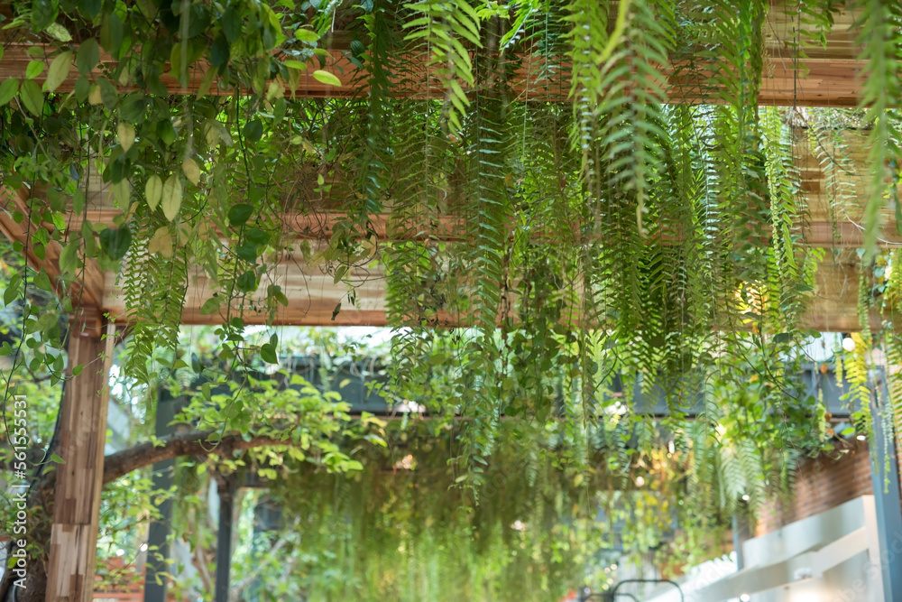 Fototapeta premium green leaves on wooden slat ceiling inside modern building