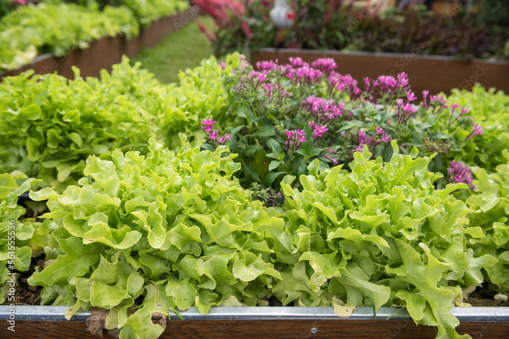 Organic lettuce in greenhouse farm growing by Hydroponic