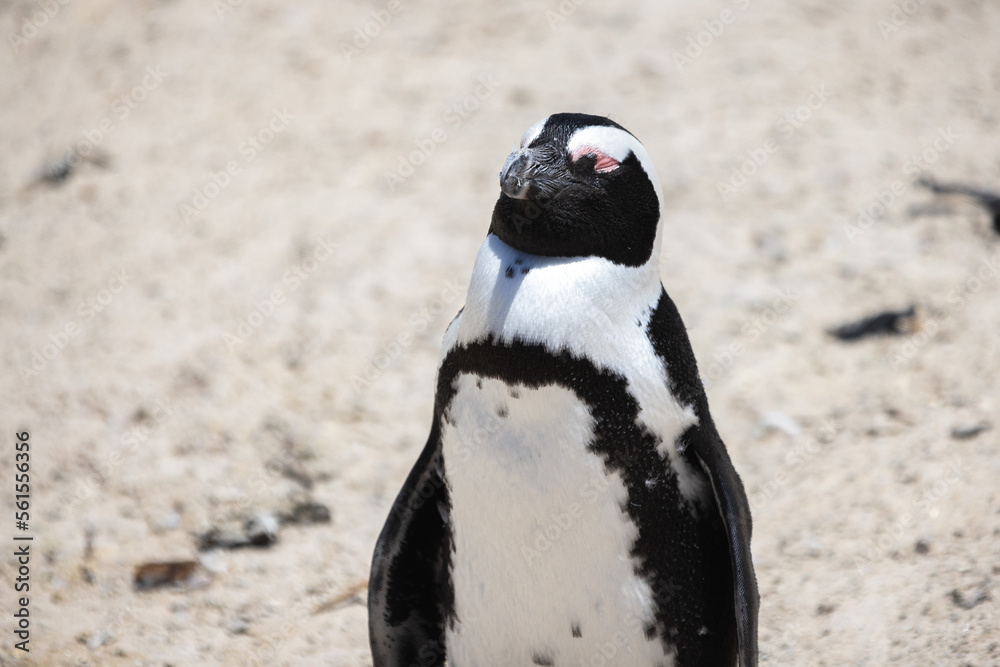 Naklejka premium Penguins amass at Boulder's Beach