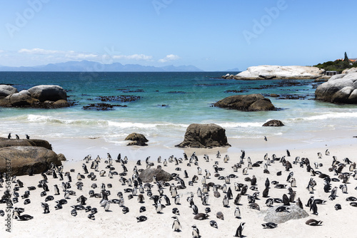Photography Penguins amass at Boulder's Beach