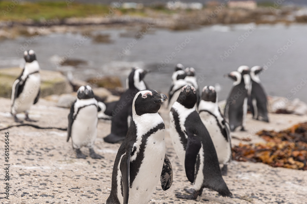 Fototapeta premium African Penguins amass at a beach
