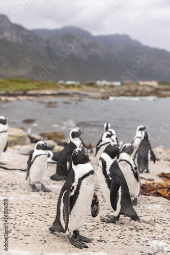 African Penguins amass at a beach