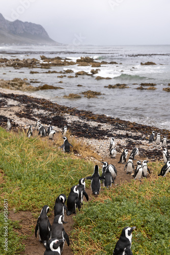 African Penguins amass at a beach