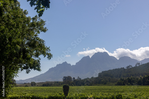 A vineyard at Franschhoek photo