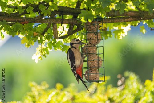 great spotted woodpecker eating suet balls in a garden at a bird feeder during spring. Green background for text