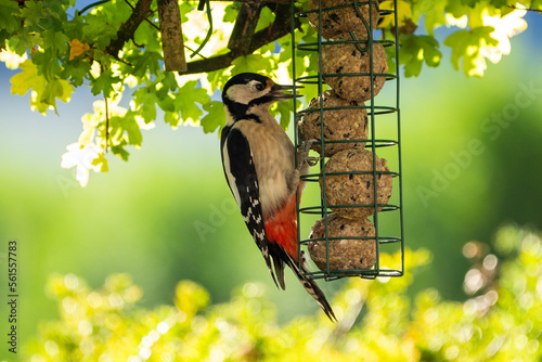 great spotted woodpecker eating suet balls in a garden at a bird feeder during spring. Green background for text