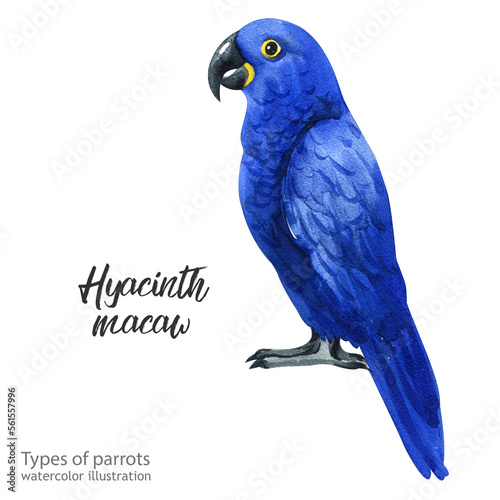 Hyacinth macaw.  Watercolor Hyacinth macaw.  Watercolor cute parrot. Watercolor cute animal. Watercolor cute bird. Hand painting postcard isolated white background. birds.
