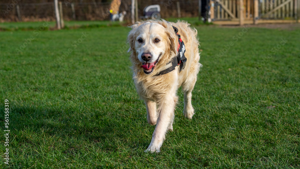 golden retriever running on grass golden retriever running on grass