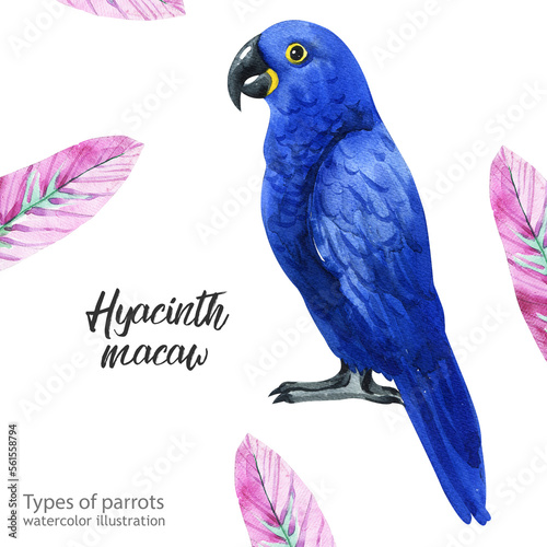 Hyacinth macaw.  Watercolor Hyacinth macaw.  Watercolor cute parrot. Watercolor cute animal. Watercolor cute bird. Hand painting postcard isolated white background. birds.