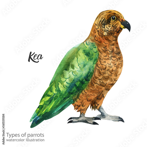 kea parrot. Watercolor kea parrot. Watercolor cute parrot. Watercolor cute animal. Watercolor cute bird. Hand painting postcard isolated white background. birds.