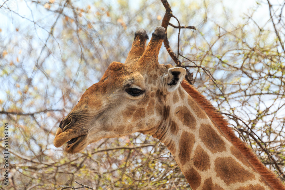 Obraz premium Giraffe in th Etosha National Park in Namibia.
