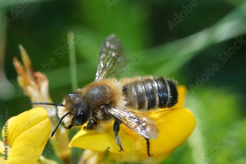 Natural outdoors close up of the male of Willughby's leaf-cutter bee, Megachile willughbiella on yellow Lotus corniculatus flower © Henk