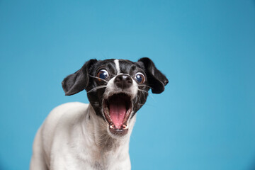 Cute photo of a dog in a studio shot on an isolated background