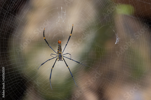 Giant golden orb weaver spider has a hole in its web