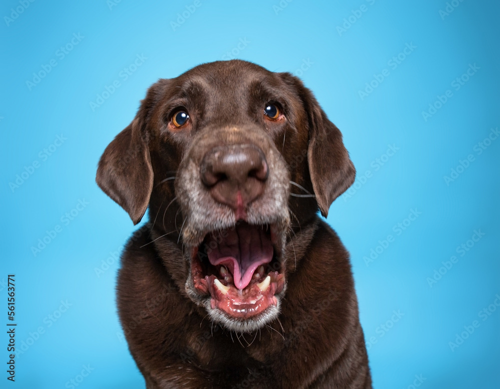 studio shot of a cute dog on an isolated background