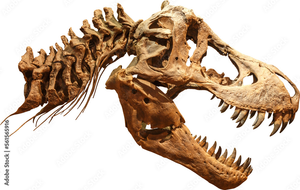 Fototapeta premium Tyrannosaurus Rex Skull skeleton