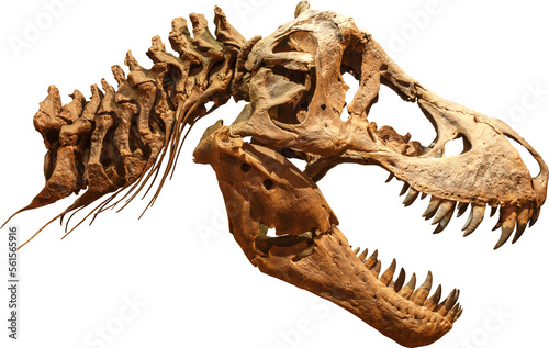 Tyrannosaurus Rex Skull skeleton © stockdevil