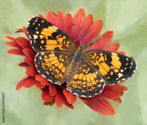 Macro of silvery checkerspot butterfly on orange indian blanket flower photo