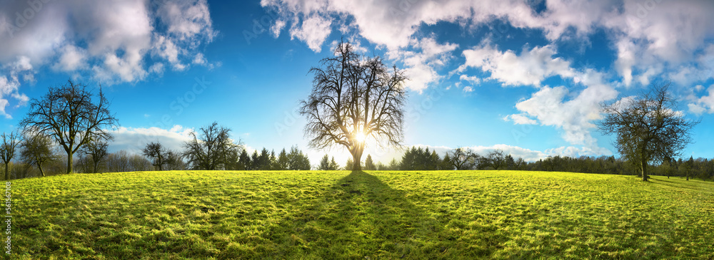 Fototapeta premium Panoramic landscape with the sun shining through a tree on a beautiful meadow, with blue sky and fluffy clouds, symmetrical composition