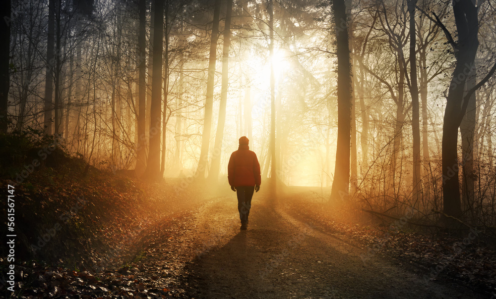 Obraz Male hiker walking into the bright gold rays of light in a misty forest, landscape shot with dramatic beautiful lighting mood  fototapeta, plakat