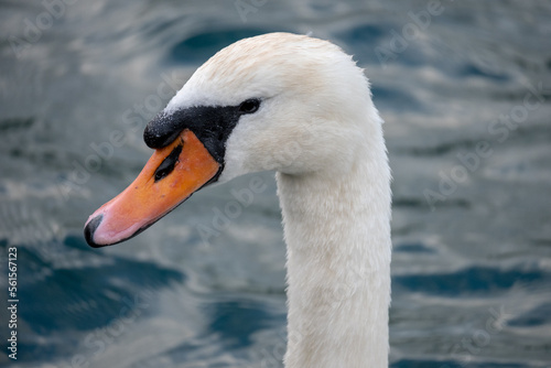 closeup of a swan swimming in a lake