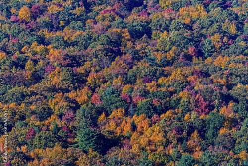 A palette of warm colored trees on Third Mountain of the Appalachian Mountains on a late autumn day. The Appalachians are a system of mountains in eastern to northeastern North America.