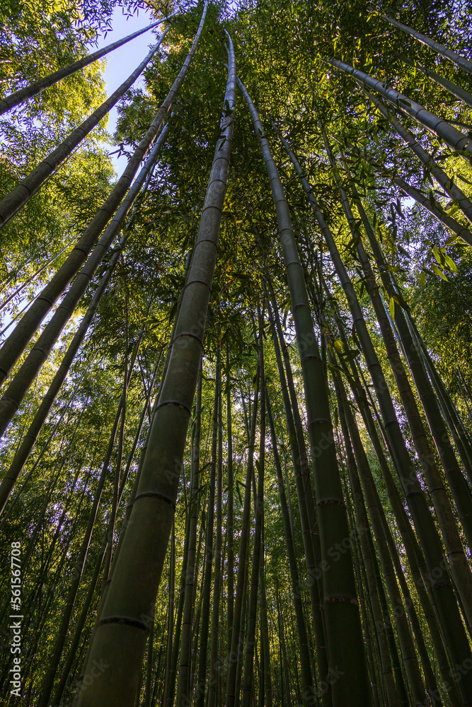 竹林