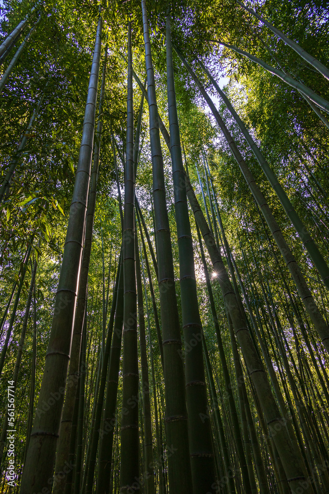 竹林