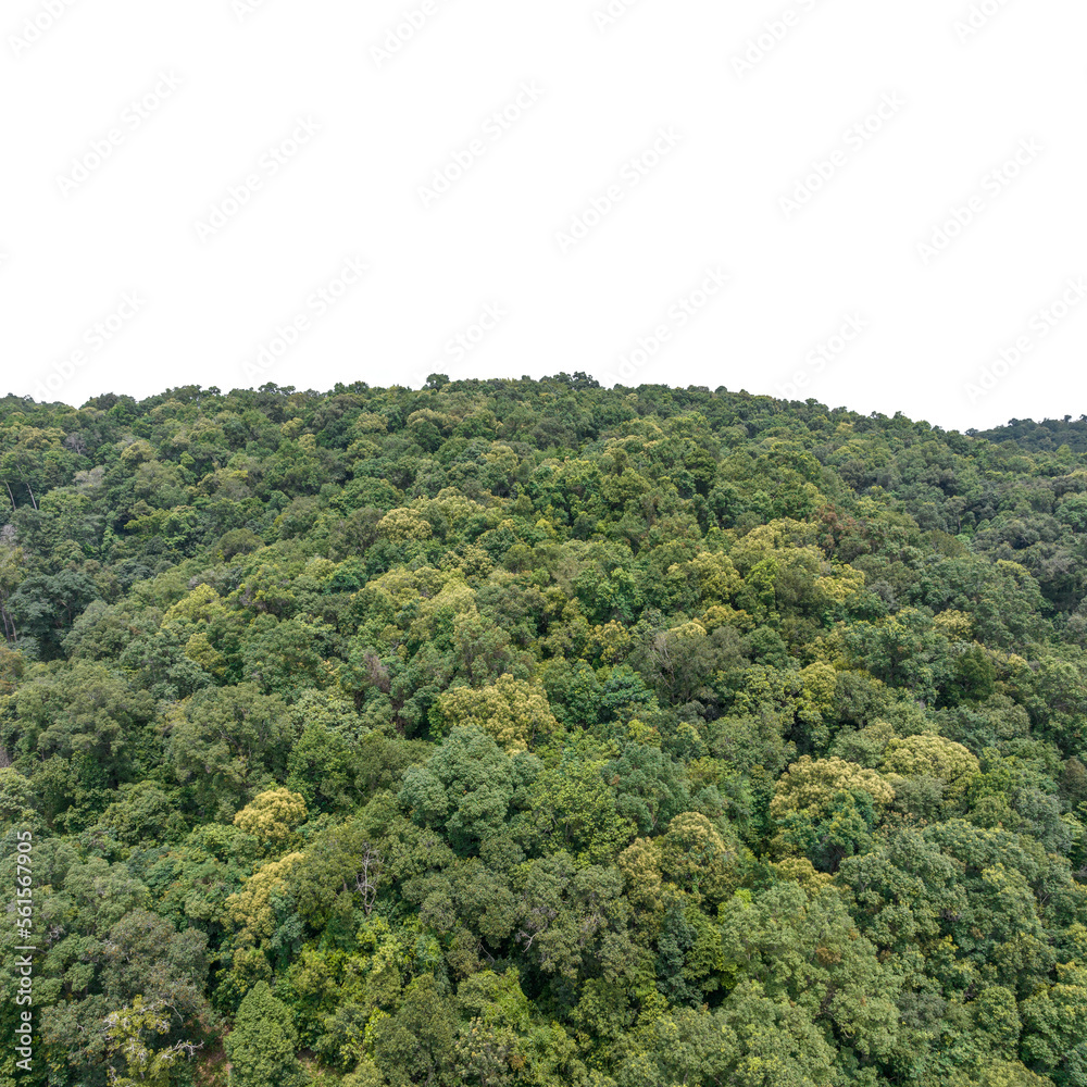 Tropical forests can absorb large amounts of carbon dioxide from the atmosphere. Tropical forests can absorb large amounts of carbon dioxide from the atmosphere.