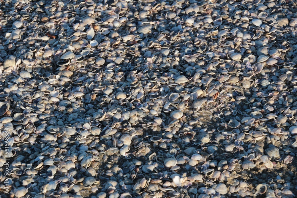 Italy, Emilia Romagna: Clam shells on the beach in winter. Italy, Emilia Romagna: Clam shells on the beach in winter.