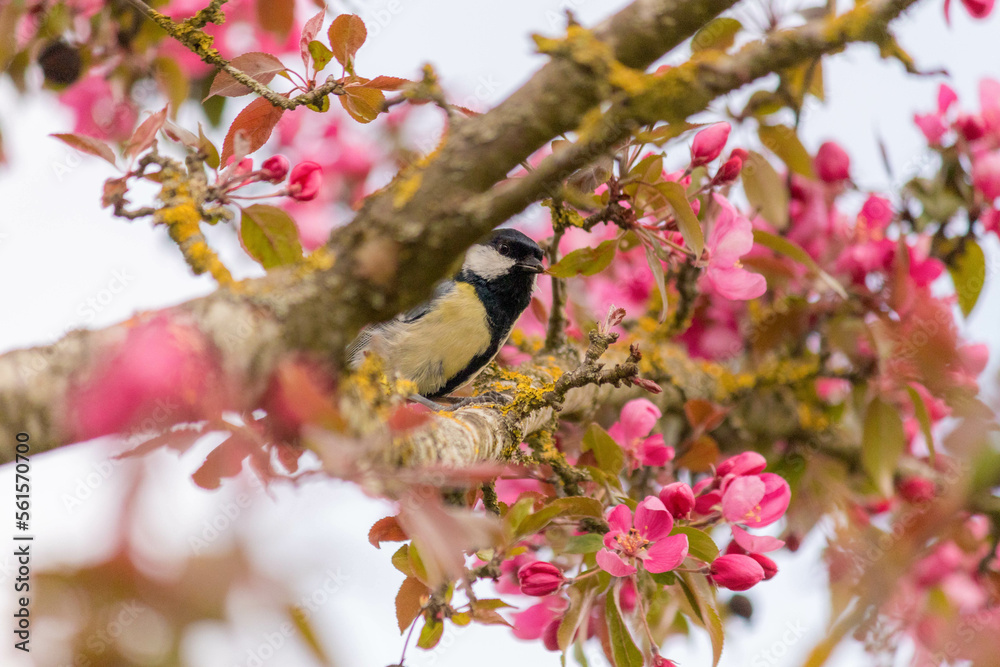 little great tit sits on blossoming cherry tree little great tit sits on blossoming cherry tree