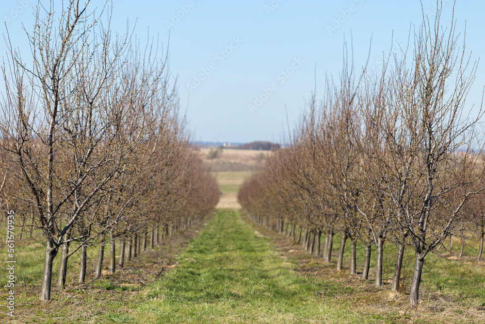 Plum garden in early spring before flowering. Rows of plum trees in a modern orchard. Agriculture. Rows of plum trees grow.