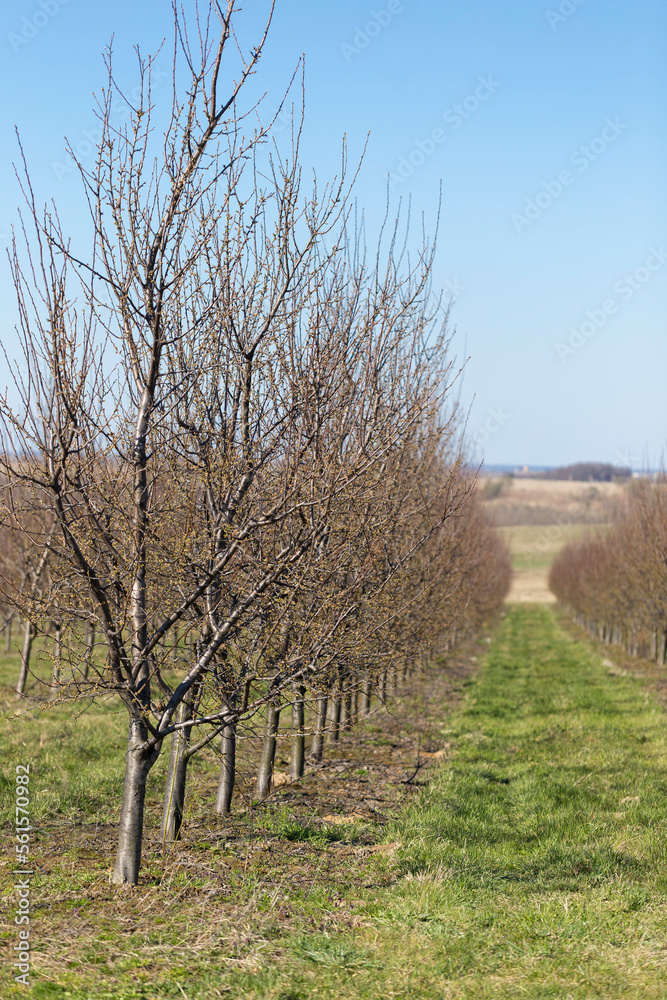 Plum garden in early spring before flowering. Rows of plum trees in a modern orchard. Agriculture. Rows of plum trees grow. Plum garden in early spring before flowering. Rows of plum trees in a modern orchard. Agriculture. Rows of plum trees grow.