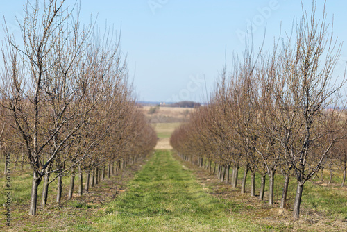 Plum garden in early spring before flowering. Rows of plum trees in a modern orchard. Agriculture. Rows of plum trees grow.