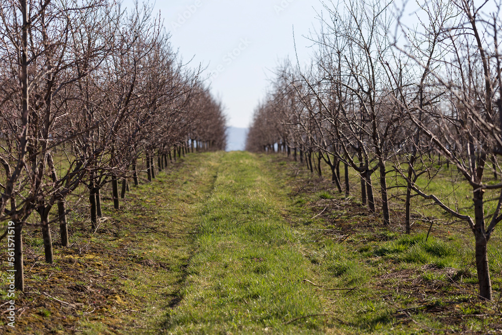 Plum garden in early spring before flowering. Rows of plum trees in a modern orchard. Agriculture. Rows of plum trees grow.