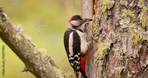 Great spotted woodpecker bird on a tree looking for food. Great spotted woodpecker (Dendrocopos major) is a medium-sized woodpecker with pied black and white plumage and a red patch on the lower belly