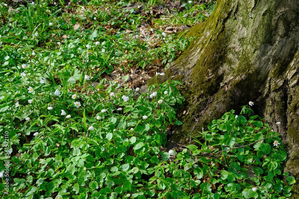 High angle view of illuminated forest floor with white snowdrops, moss and tree trunk in spring. High angle view of illuminated forest floor with white snowdrops, moss and tree trunk in spring.