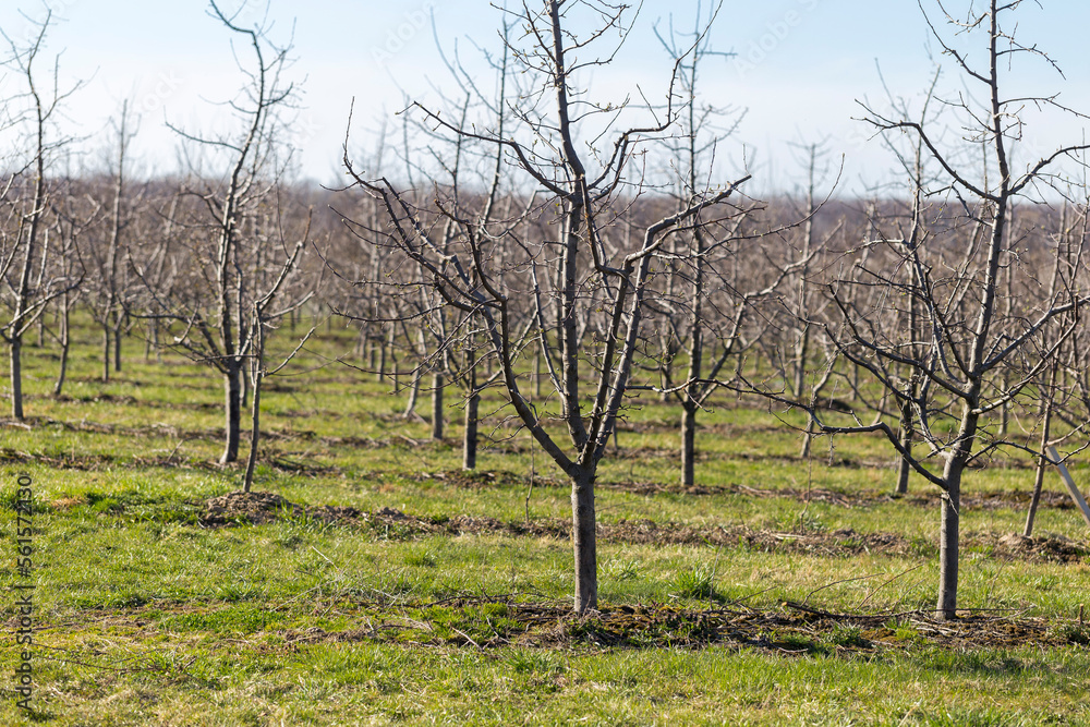 Plum garden in early spring before flowering. Rows of plum trees in a modern orchard. Agriculture. Rows of plum trees grow. Plum garden in early spring before flowering. Rows of plum trees in a modern orchard. Agriculture. Rows of plum trees grow.