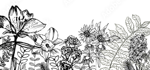 Sfondo con fiori neri, illustrazione isolata su sfondo bianco
