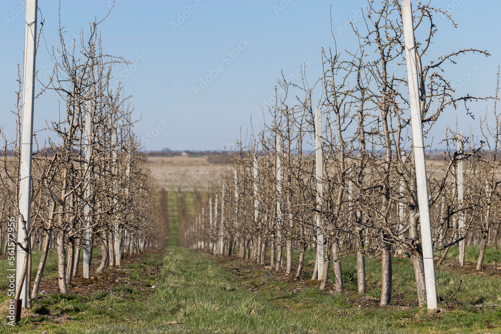 Pear garden in early spring before flowering. Rows of pear trees on supports in a modern orchard. Agriculture. Rows of pear trees grow.