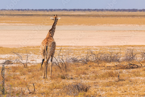 Giraffe in th Etosha National Park in Namibia.