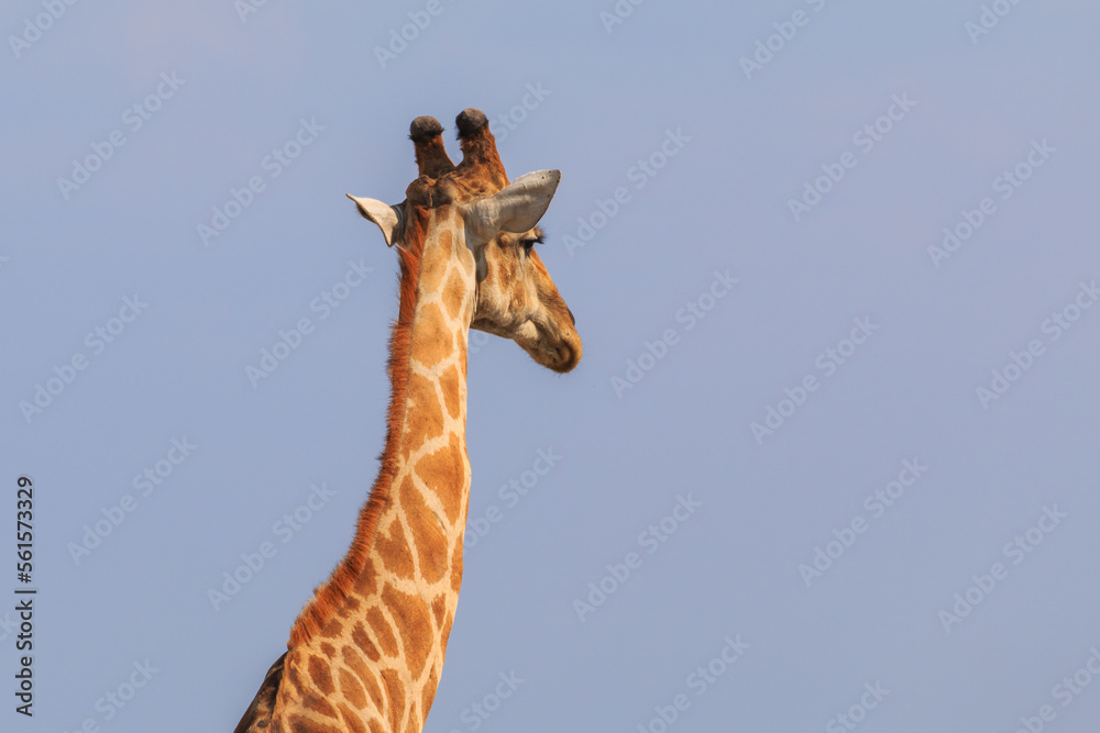Fototapeta premium Giraffe in th Etosha National Park in Namibia.
