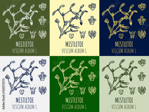 Set of vector drawings MISTLETOE in different colors. Hand drawn illustration. Latin name VISCUM ALBUM L.
