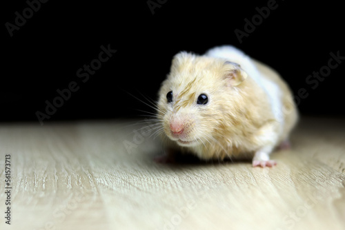 Cute fluffy Syrian hamster on wooden table, black background