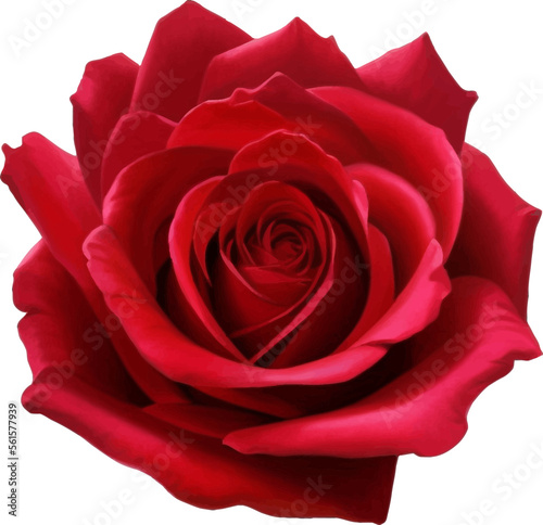 Red Rose Detailed Beautiful Hand Drawn Vector Illustration