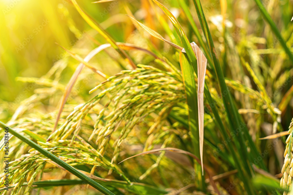 Close-up to rice seeds in ear of paddy. Beautiful golden rice field and ear of rice. Ear of rice. Agricultural production background. In Asia.