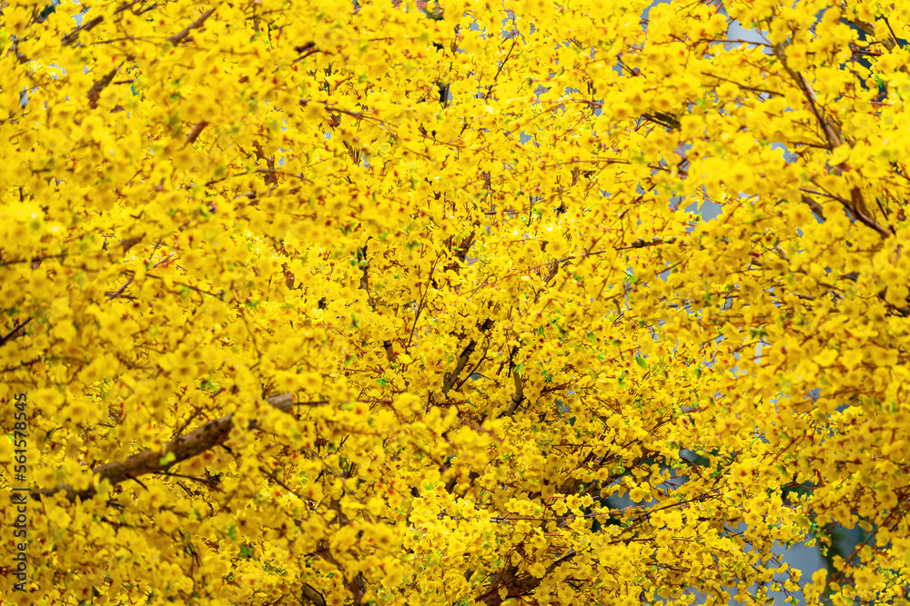 Ochna integerrima (Hoa Mai) tree with lucky money. Plastic flower. Traditional culture on Tet Holiday in Vietnam. Tet and New Year background.